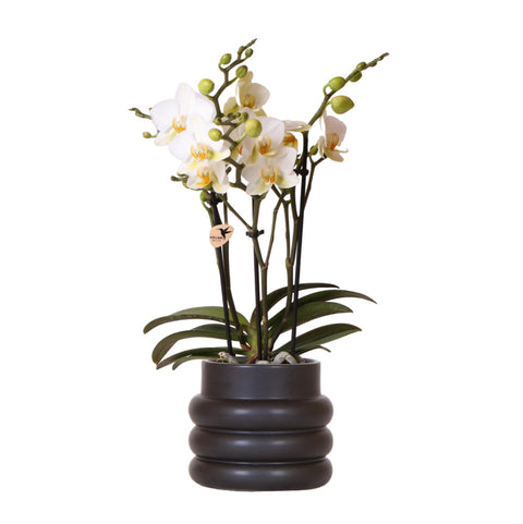 Phalaenopsis-Orchidee (Weiß) - Lausanne + Blumentopf schwarz- Topfgröße Ø9cm | blühende Zimmerpflanze - frisch vom Züchter