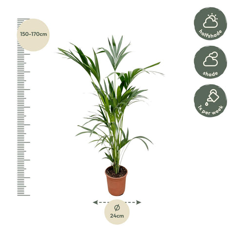 Kentia Palme 160cm - Exotische Zimmerpflanze kaufen bei PlantMyHome