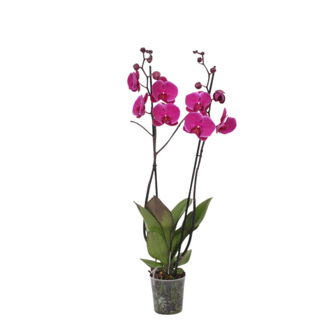 Phalaenopsis Joyride - XL - 60 cm - Ø12cm