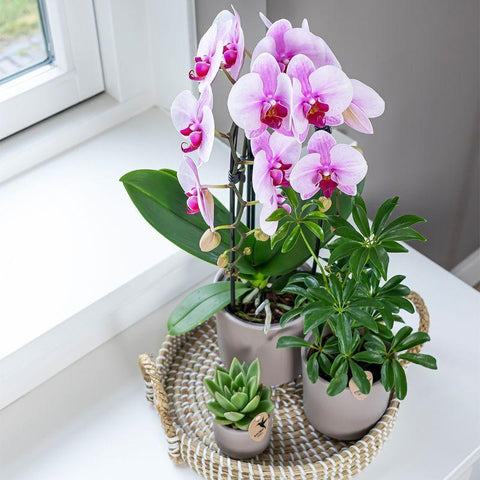 Phalaenopsis Orchidee (Rosa) - Niagara Fall - Topfgröße Ø9cm | blühende Zimmerpflanze - frisch vom Züchter