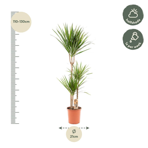 Dracaena 'Marginata' 120cm - Pflegeleichte Zimmerpflanze kaufen bei PlantMyHome