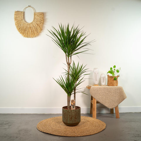 Dracaena 'Marginata' 120cm - Pflegeleichte Zimmerpflanze kaufen bei PlantMyHome