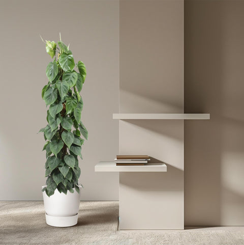 Philodendron Scandens (Moosstab) | 150cm | ø27