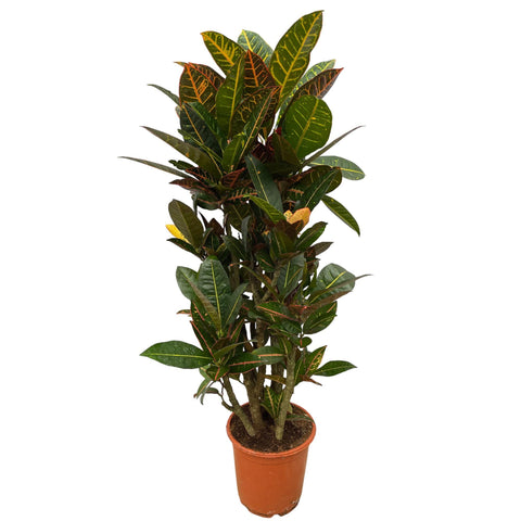 Codiaeum (Croton) 'Petra' - 100cm