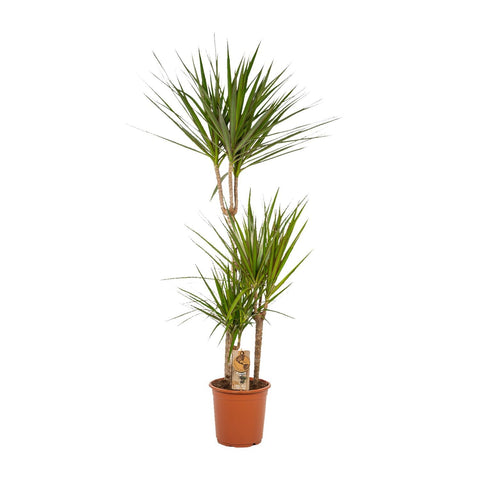 Dracaena Set- 120cm | Ø21cm / 70cm | Ø17cm