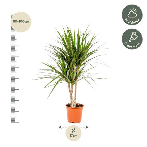 Dracaena 'Marginata' -  90cm | Ø17cm