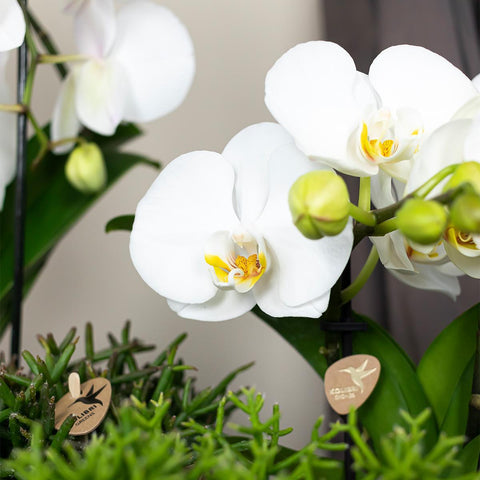 Phalaenopsis-Orchidee (Weiß) - Niagara Fall - Topfgröße Ø12cm | blühende Zimmerpflanze - frisch vom Züchter