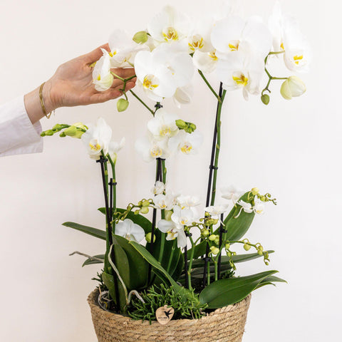 Pflanzenset (Weiß) im Schilfkorb inkl. Wassertank | drei weiße Orchideen und drei Grünpflanzen | Feldstrauß weiß mit autarkem Wassertank