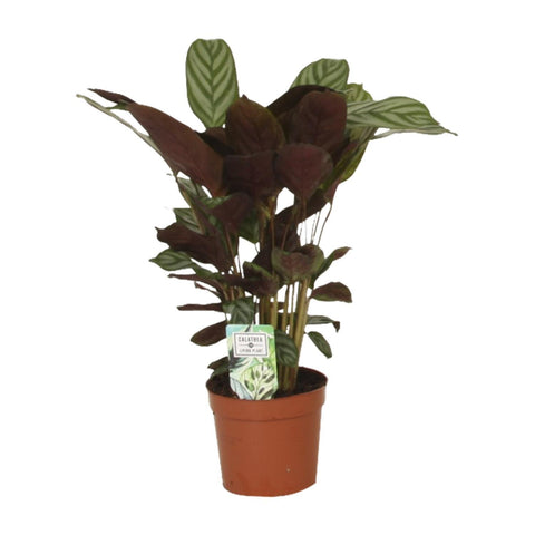 Calathea Compactstar - 40cm