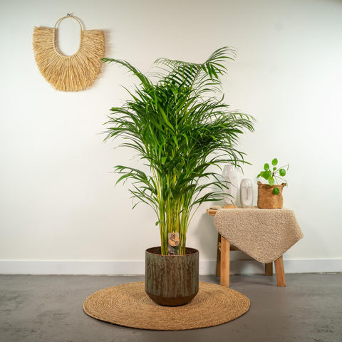 Goldfruchtpalme (Areca Palme) - 130cm | Ø24cm