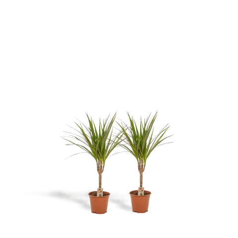 Dracaena Set - 60cm | Ø14cm