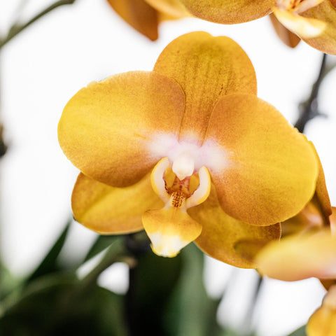 Orchideen-Set (Orange) im Schilfkorb inkl. Wassertank | drei orange Orchideen Las Vegas 12cm | Mono Bouquet orange mit autarkem Wassertank.