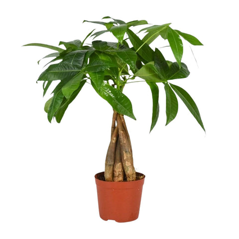 Glückskastanie (Pachira Aquatica) 35cm - Exotische Zimmerpflanze kaufen bei PlantMyHome