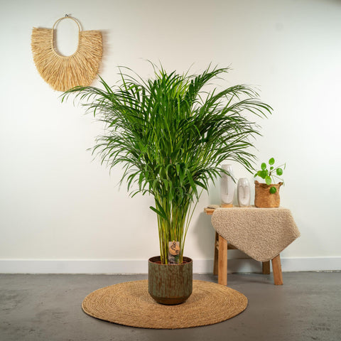 Goldfruchtpalme (Areca) 110cm - Exotische Zimmerpflanze kaufen bei PlantMyHome