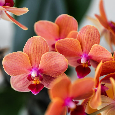 Orange Phalaenopsis Orchidee - Mineral Bolzano + Bubble Topf weiß - Topfgröße Ø9cm | blühende Zimmerpflanze - frisch vom Züchter