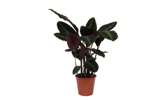 Calathea 'Warscewiczii' 80cm - Exotische Zimmerpflanze kaufen bei PlantMyHome