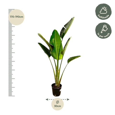 Strelitzia Augusta 180cm - Exotische Zimmerpflanze kaufen bei PlantMyHome