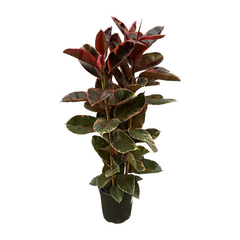 Ficus Elastica 'Belize' - 170cm | Ø29cm