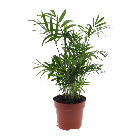 Bergpalme (Chamaedorea Elegans) 40cm - Pflegeleichte Zimmerpflanze kaufen bei PlantMyHome