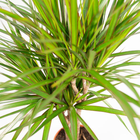 Dracaena 'Marginata' 60cm - Pflegeleichte Zimmerpflanze kaufen bei PlantMyHome