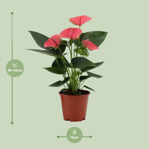 Anthurium 'Sweet Dream' (Flamingoblume) - 35cm | Ø12cm