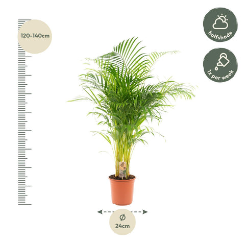 Goldfruchtpalme (Areca Palme) - 130cm | Ø24cm