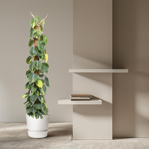 Philodendron Scandens 'Brasil' (Moosstab) - 150cm | ø27