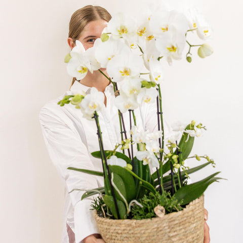 Pflanzenset (Weiß) im Schilfkorb inkl. Wassertank | drei weiße Orchideen und drei Grünpflanzen | Feldstrauß weiß mit autarkem Wassertank