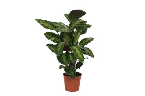 Calathea 'Misto' 40cm - Exotische Zimmerpflanze kaufen bei PlantMyHome