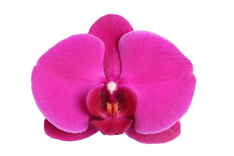 Phalaenopsis Joyride - XL - 60 cm - Ø12cm