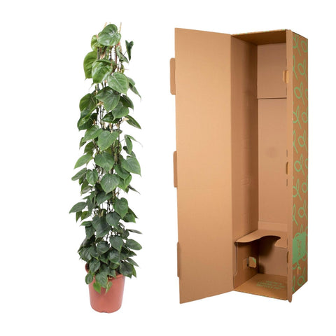 Philodendron Scandens am Rankgitter | 160cm