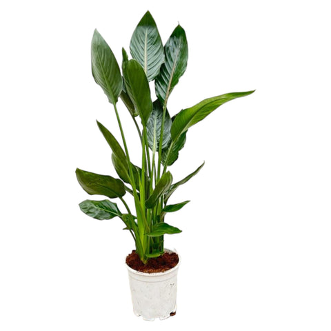 Strelitzia Reginae 100cm - Exotische Zimmerpflanze kaufen bei PlantMyHome