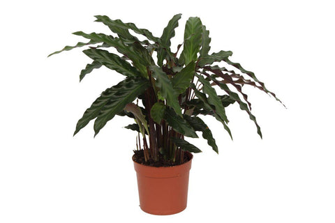 Calathea 'Elgergrass' 40cm - Exotische Zimmerpflanze kaufen bei PlantMyHome