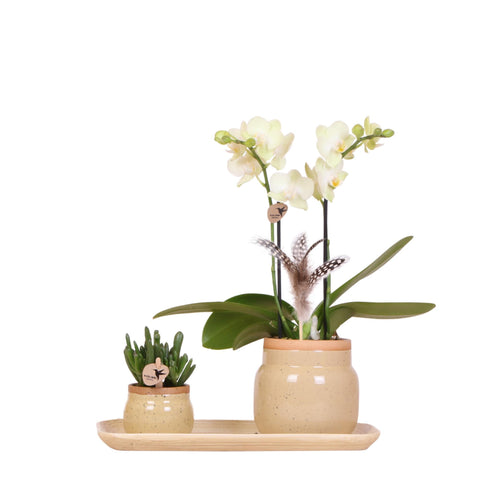 Grünpflanzen mit gelber Phalaenopsis-Orchidee in khakifarbenen Vintage-Ziertöpfen und Bambustablett