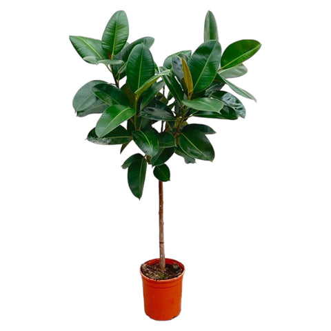 Ficus Elastica 'Robusta' - 130cm | ø24