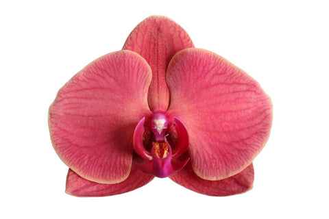 Phalaenopsis Narbonne - XL - 60 cm - Ø12cm