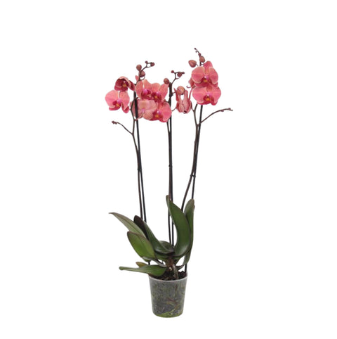 Phalaenopsis Narbonne - XL - 60 cm - Ø12cm