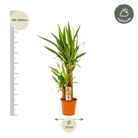 Palmlilie (Yucca) Set - 90cm | Ø17cm