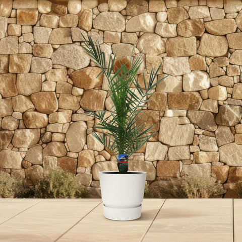 Phoenix Canariensis - 80cm | Ø15cm