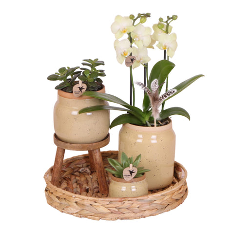 Grünpflanzen mit gelber Phalaenopsis-Orchidee in khakifarbenen Vintage-Ziertöpfen und Hyazinthentablett