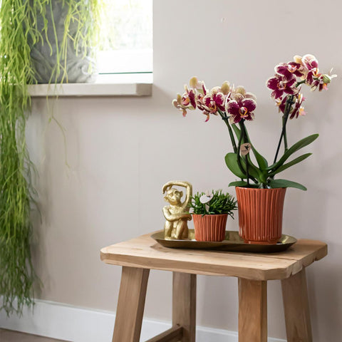 Orchidee und Rhipsalis auf Goldtablett