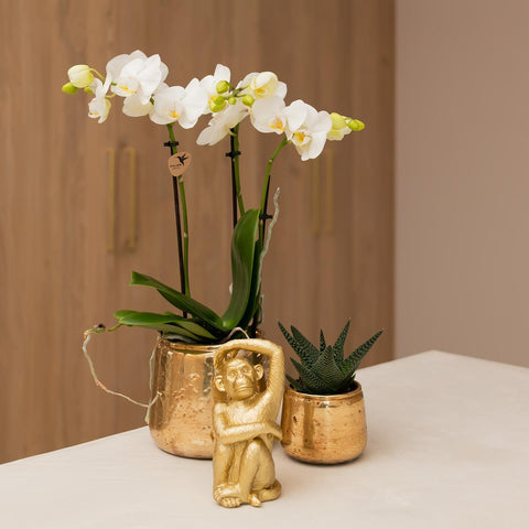 weiße Phalaenopsis Orchidee - Amabilis + Luxus Ziertopf gold - Topfgröße Ø9cm - 40cm hoch | blühende Zimmerpflanze im Blumentopf - frisch vom Züchter