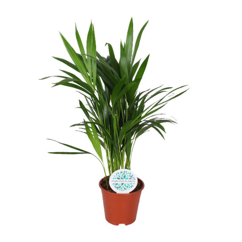 Areca-Palme 50cm - Pflegeleichte Zimmerpflanze kaufen bei PlantMyHome