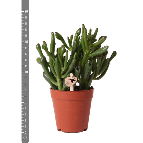 Sukkulente Crassula Hobbit - grüne Zimmerpflanze - Ø9cm