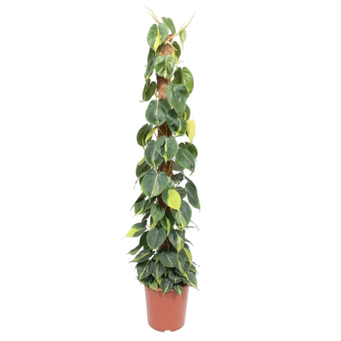 Philodendron Scandens 'Brasil' (Moosstab) - 150cm | ø27