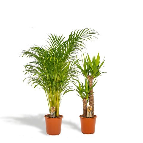 Areca Palme/Yucca Set - 130cm | Ø24cm / 100cm | Ø21cm