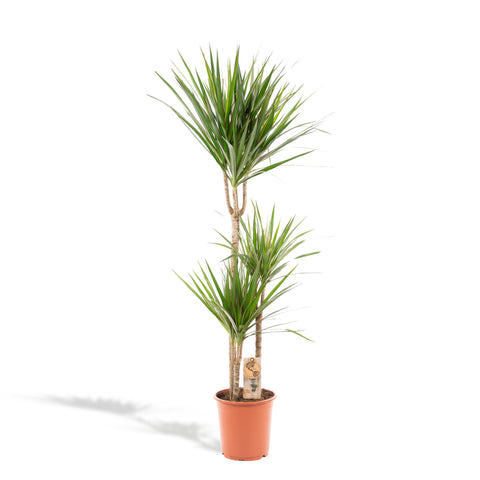 Dracaena 'Marginata' 120cm - Pflegeleichte Zimmerpflanze kaufen bei PlantMyHome