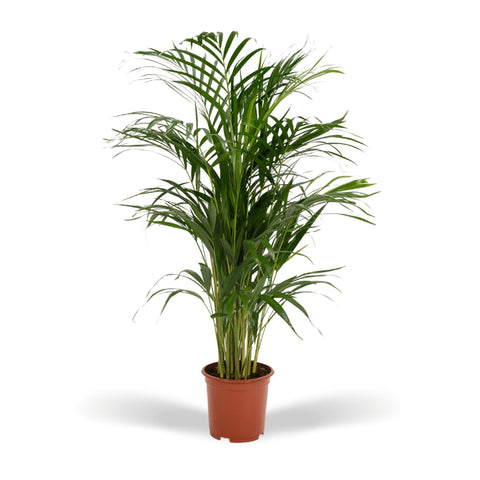 Goldfruchtpalme (Areca Palme) - 85cm | Ø19cm