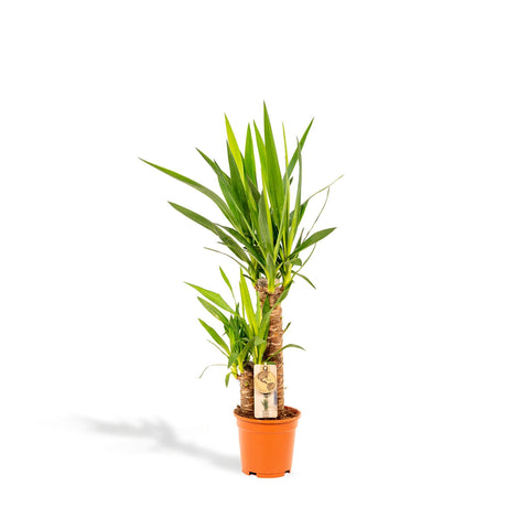 Palmlilie (Yucca) - 90cm | Ø17cm