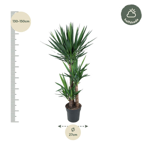 Palmlile (Yucca) - 140cm | ø27